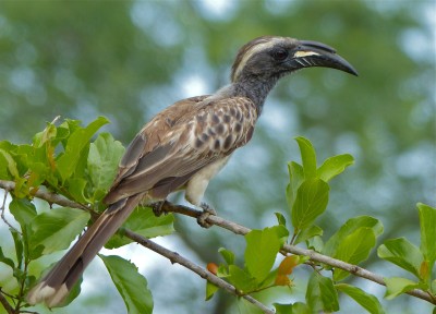 African grey hornbill