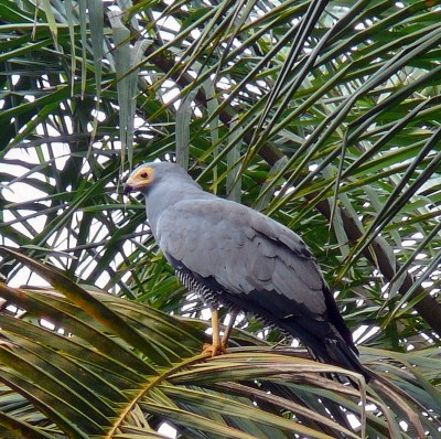 African harrier-hawk