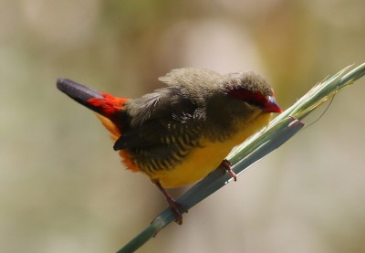 Zebra waxbill