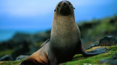 Antarctic fur seal