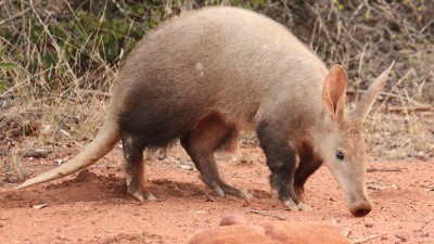 Aardvark