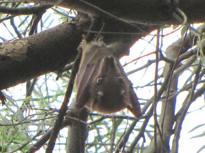 Wahlberg's epauletted fruit bat