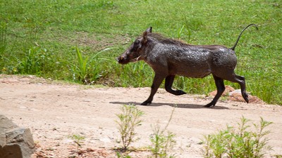 Common warthog