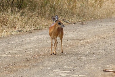 Steenbok