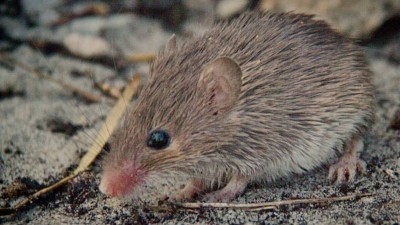 Cape spiny mouse