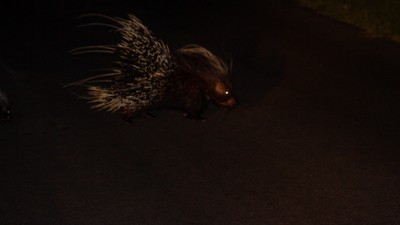 Cape porcupine