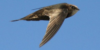 African black swift