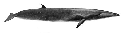 Sei whale