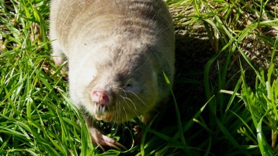 Cape dune mole-rat