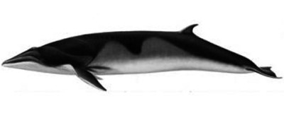 Antarctic minke whale