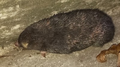 Fynbos golden mole