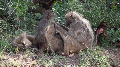 Chacma baboon