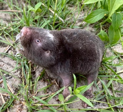 Damaraland mole-rat